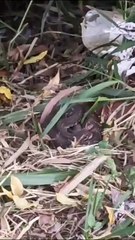 ntregador filma cobras ao lado de área de lazer para crianças no Ibirapuera, em Umuarama