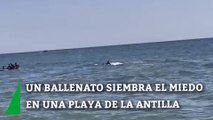 Un ballenato siembra el miedo en una playa de La Antilla