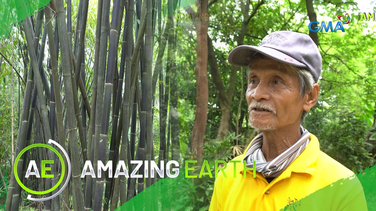 Amazing Earth: How to grow Bamboo trees 101 (On...