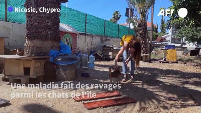Chypre: sur l'île aux chats , une maladie décime la population féline