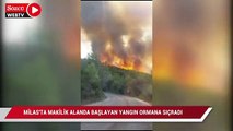 Milas’ta makilik alanda başlayan yangın ormana sıçradı