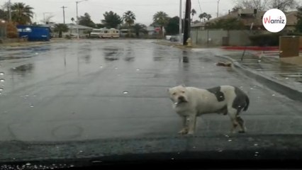 En voiture, un énorme pitbull lui bloque la route : cette rencontre va tout changer (Vidéo)
