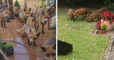 Écosse : une amoureuse des animaux nourrit la même famille de renards depuis 25 ans