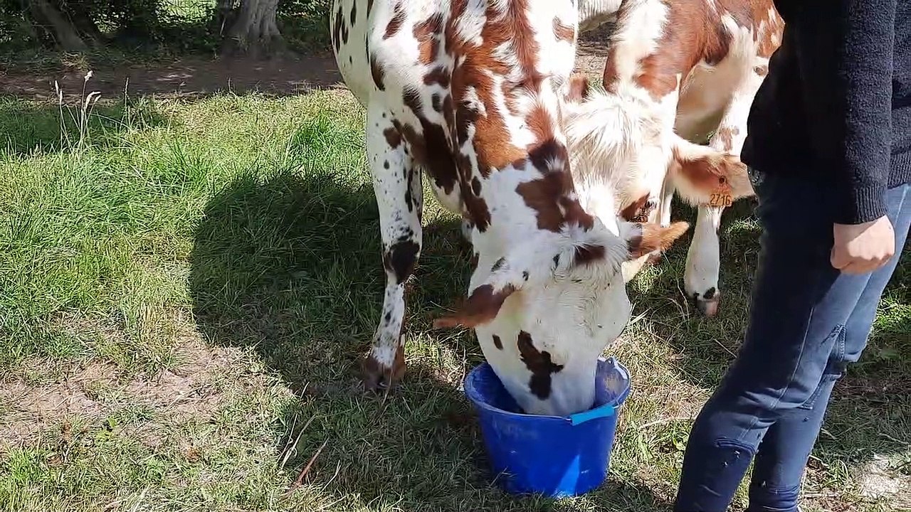 La région Normandie subventionne l'achat de vaches normandes