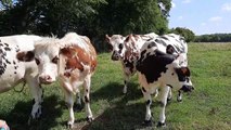 Des vaches normandes font leur retour dans des prés normands