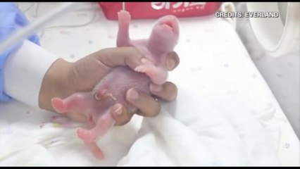 Festa in Corea del Sud per la nascita di due panda giganti gemelli