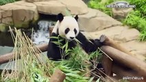 Festa in Corea del Sud per la nascita di due panda giganti gemelli