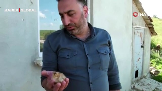 Henüz 10 günlük... Dört ayaklı civciv görenleri şaşkına çevirdi: İlk kez başımıza böyle bir şey geldi