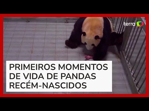 Zoológico sul-coreano anuncia os primeiros pandas gigantes gêmeos nascidos no país