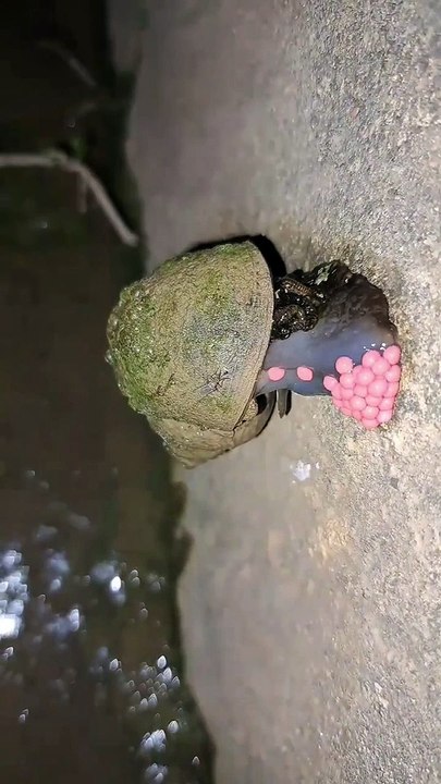 Snail giving eggs