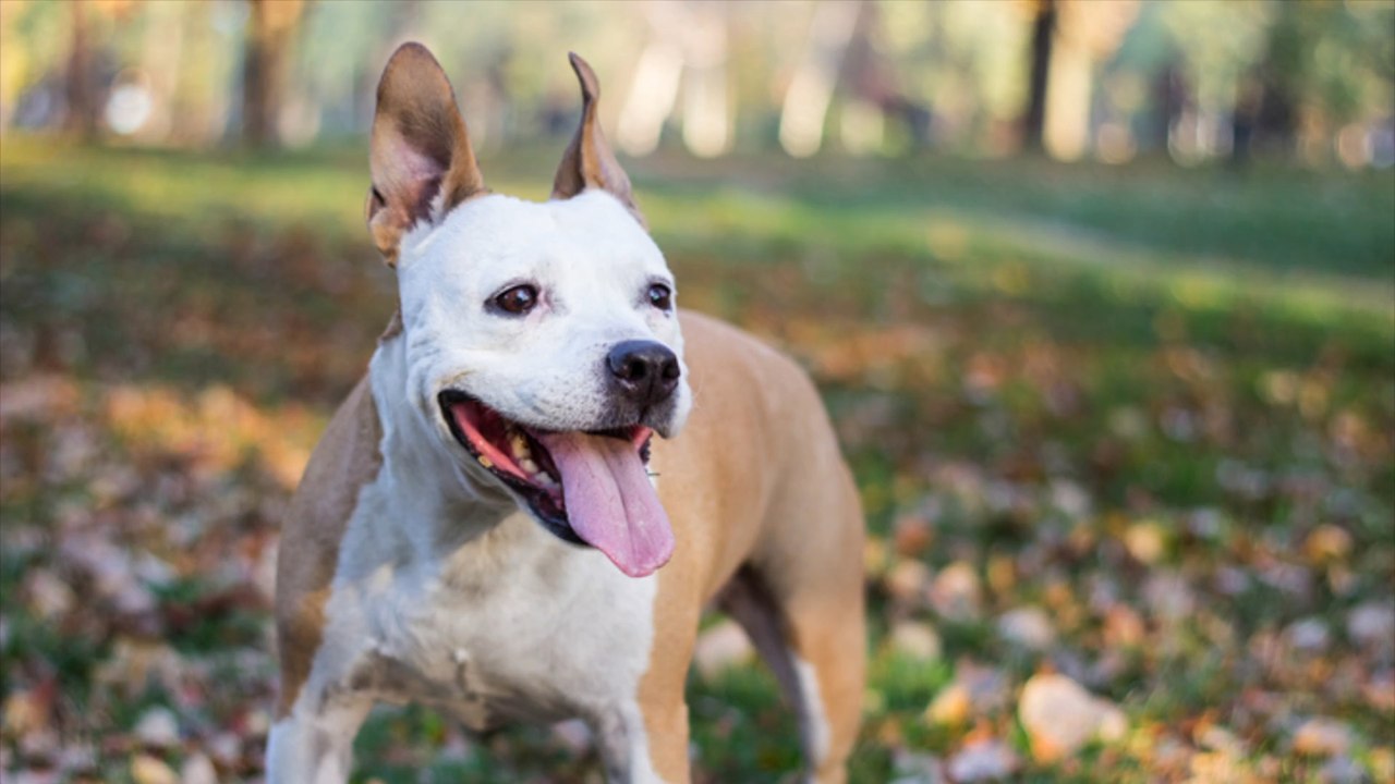 Kampfhund beißt Zweijährige in Kopf und Gesicht