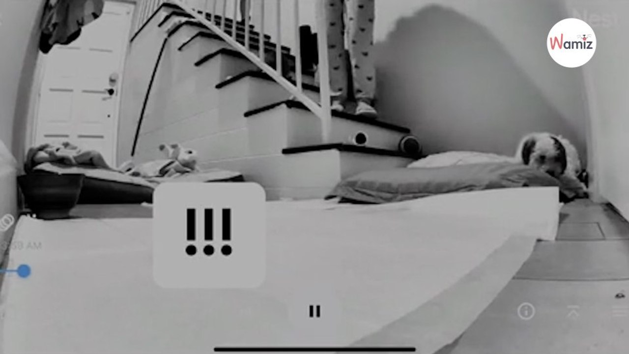 Elle sauve une chienne de la rue : ses poils emmêlés cachaient un grand secret (Vidéo)