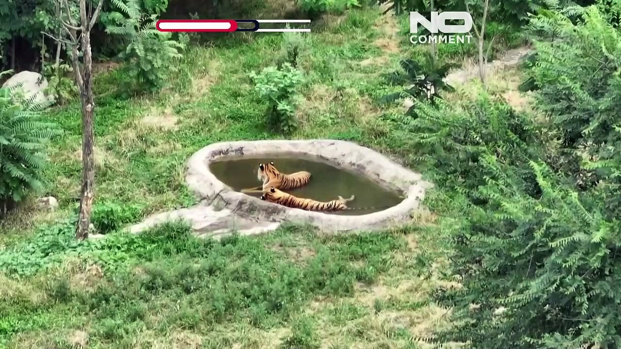 WATCH: Zookeepers in China help animals beat the heat