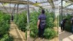 Sessa Aurunca (CE) - Sequestrata maxi coltivazione di marijuana da 5 milioni (12.07.23)