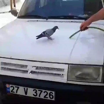 Aşırı sıcaktan bunalan güvercinin imdadına bir vatandaş yetişti