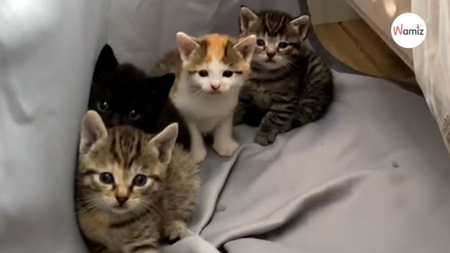 Il entend des miaulements de chat derrière le rideau alors qu'il n'a pas de chat : la surprise est totale (vidéo)