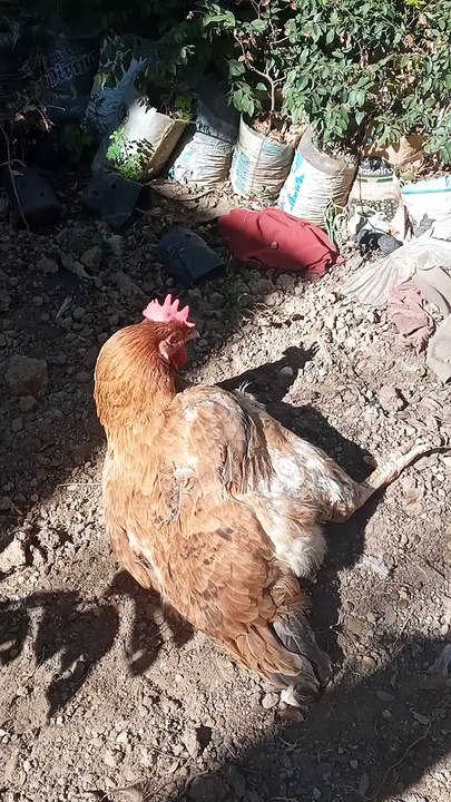 Minhs amada e  graciosa gordinha 