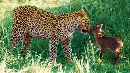 Leopard Gets Head-Butted by Baby Buck Trying to Fight Back