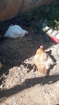 Meus animais minhss fofuras