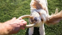 Aufenthalt in Tierpension: Familie bekommt nur die Asche ihres Hundes zurück