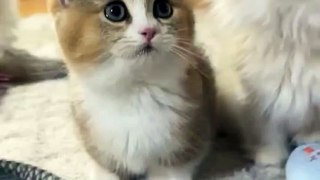 Cute cats  catvideos#cat