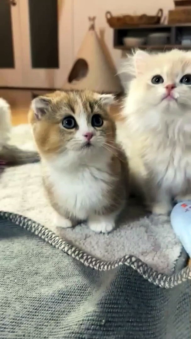 ⁣Cute cats  catvideos#cat