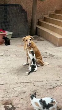 Amizade improvável? Cão idoso e cego recebe massagens de amigos felinos