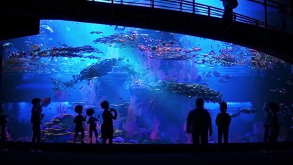 Le Monde de Dory Bande-annonce (IT)