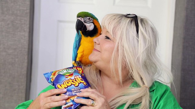 Missing Parrot rescued in Birmingham after being lured with Wotsits