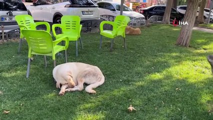 Kuduz köpeğin saldırınsa uğrayan genç mimar hayatını kaybetti
