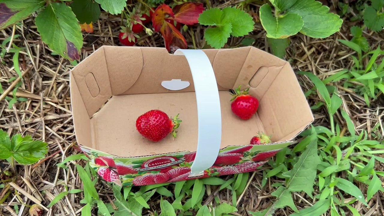 Récolte de fraises dans les champs de Mercier