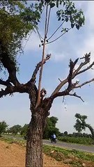 खेजड़ी से पीपल को मिल रहे प्राण ... देखें वीडियो