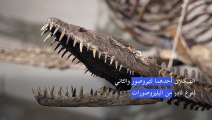 هيكلان عظميان لديناصورين يُطرحان للبيع ضمن مزاد في نيويورك