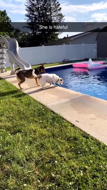 Mischievous Pup Pushes Pooch into Pool