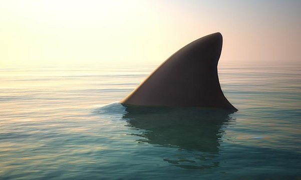 سباح يعيش لحظات رعب بعد مرور سمكة قرش أسفله