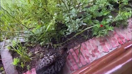 Death toll rises to 66 in India's monsoon mayhem