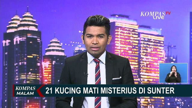 21 Kucing Mati Misterius di Sunter, Virolog: Kematian Diduga Akibat Virus atau Keracunan