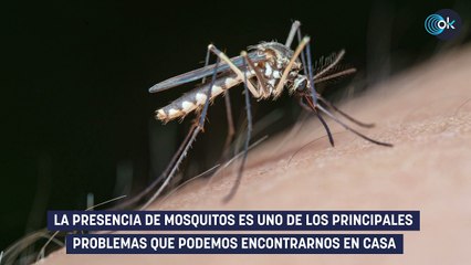 Adiós a las mosquiteras de siempre: prueba el inventazo de Leroy Merlin por 15 euros
