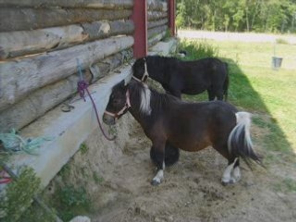 Shetland du louvet
