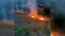 Adana'da Anız Yangını Ormana Sıçradı