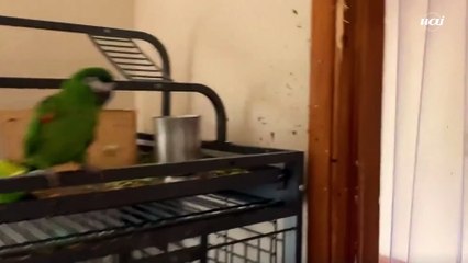 Polícia invade casa após relatos de gritos e encontra papagaio cantando