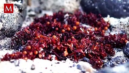 ¿Qué son las Cataratas de Sangre que aparecieron en la Antártida?