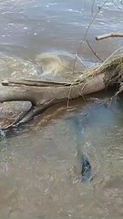 Corpo de jovem levado por correnteza de rio é encontrado por populares