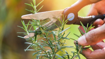 When and How to Prune Rosemary for Healthier Plants