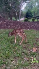 Newborn Fawn Walked Straight Up to Me
