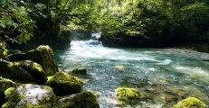 Peaceful Forest Stream -  Beautiful Relaxing Music, Stress Relief, Nature sounds, Forest sounds