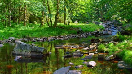 Download Video: Relaxing Bird Sounds for sleeping - Waterfall sounds for sleeping, Nature sounds, Stress Relief