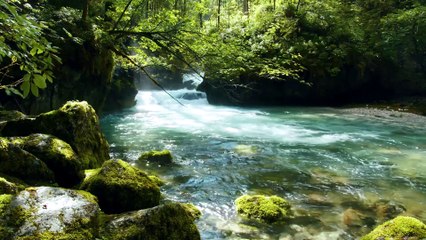 Soothing sounds of birds singing and a stream flowing - Relaxing nature sounds, Stress Relief