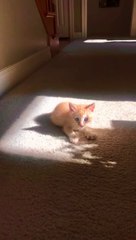 Golden Cute Kitten Cat Videos Fun Compilation