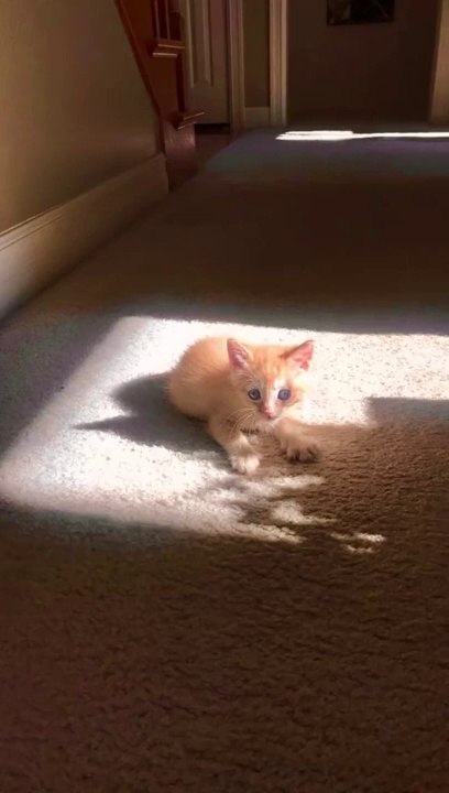 Golden Cute Kitten Cat Videos Fun Compilation